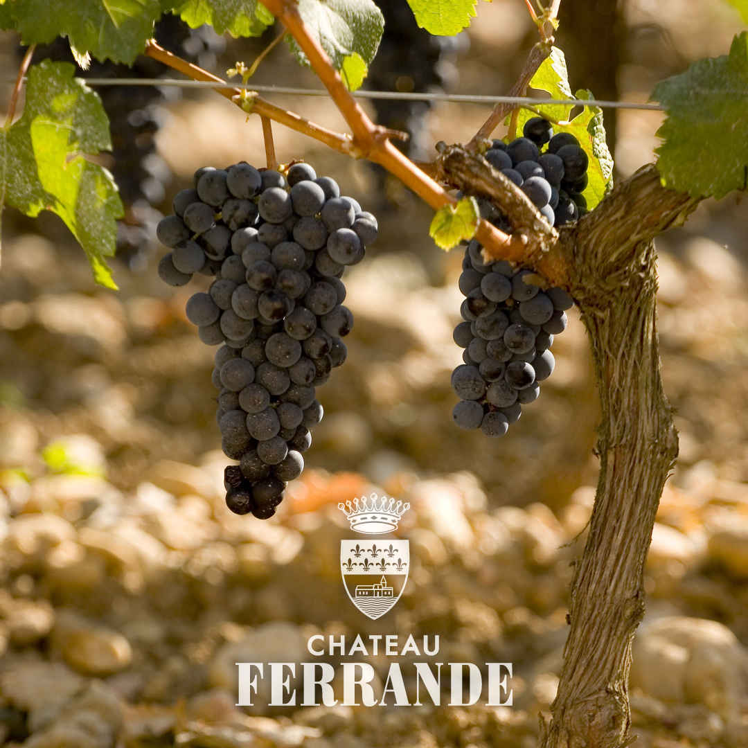 chateau ferrande logo vignes chateau ferrande logo vignes